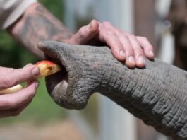 Вуса Слона: Чудо Еволюційної Інженерії