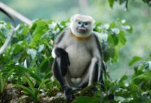 Населення Тонкінського Носача Стабілізувалася: Рідкісний Успіх в Охороні Природи