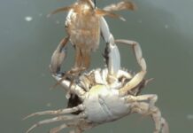 Виживання блакитного краба: канібалізм як фактор загибелі молоді у Чесапікській затоці