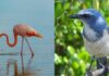 La Floride couronne le flamant comme son oiseau d’État