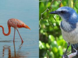 Флорида Коронує Фламінго у Статус Штатної Птахи