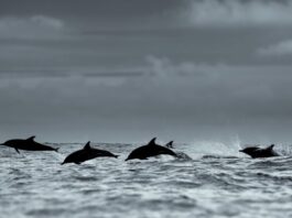 Косатки Пов’язані з Масовими Викидами Дельфінів у Патагонії