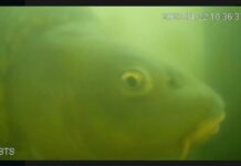 The Fish Doorbell: Cómo los holandeses utilizan la ciencia comunitaria para ayudar a los peces migratorios