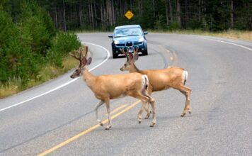Несподівана наука про дорожнє дохле: Ресурс для досліджень та збереження природи
