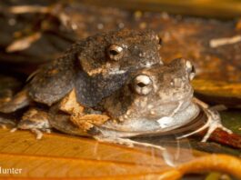 Люди поділяють тварини переваги у звуках: дослідження підтверджує