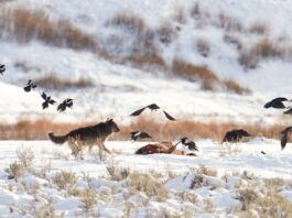 Ворони та Вовчі Полювання: Прояв Інтелекту в Єллоустоні