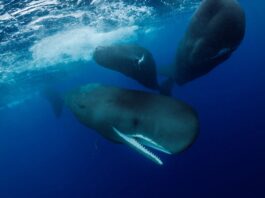 Кашалоти виявляють кооперативну поведінку при пологах, показало нове дослідження