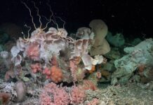 Прихований Кораловий Риф, Виявлений У Берегов Аргентини