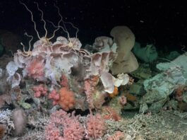 Прихований Кораловий Риф, Виявлений У Берегов Аргентини