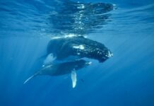 Масштабне скупчення: 513 горбатих китів помічені в місцях розмноження в Карибському морі