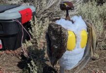 Високотехнологічні свахи: роботи-птахи рятують шоломоносну куріпку в Гранд-Тетон