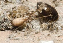 Gwiazda rock and rolla w miejskiej dżungli: nowy gatunek pająka nosi imię Pink Floyd