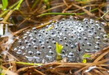 Nature’s Remarkable Eggs: From Crab Sponges to Penguin Resilience