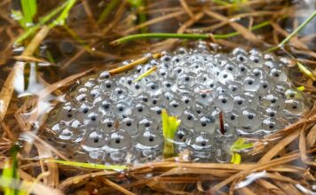 Дивовижні яйця природи: від крабових губок до стійкості пінгвінів