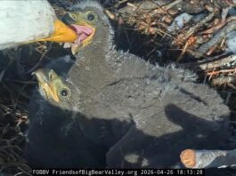 Віхи в гнізді: пташенята Джекі і Шедоу досягли нового етапу розвитку