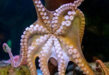 Розмноження Восьминогів: Хімічно Керований Ритуал Спарювання