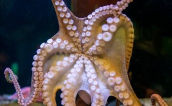 Розмноження Восьминогів: Хімічно Керований Ритуал Спарювання