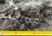Historia opieki i pochówku: co mówią kości starożytnego dingo