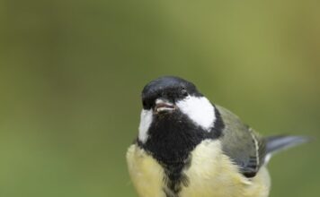 Міські птахи виявляють різний ступінь страху перед жінками та чоловіками