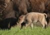 Rare White Bison Calf Born in Iowa: A Symbol of Hope and Conservation Success