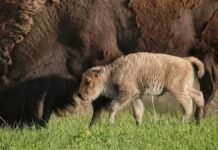 Rare White Bison Calf Born in Iowa: A Symbol of Hope and Conservation Success