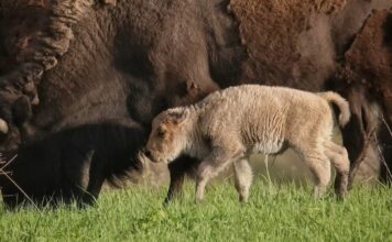 Народження рідкісного білого бізона в Айові: символ надії та успіху охорони природи