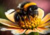 Worker Bee Revolution: хто насправді робить королеву?