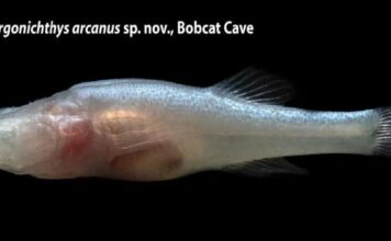 À la découverte de Demogorgonichthys : le poisson sans yeux le plus rare trouvé dans les grottes de l’Alabama
