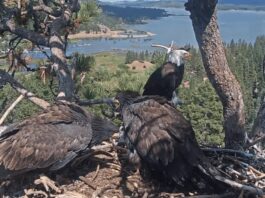 Cómo Luna el Águila persiguió a un intruso mientras la madre Jackie lucha contra una enfermedad crítica