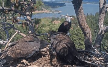 Jak Eagle Moon odehnala nezvaného hosta, zatímco její matka Jackie bojuje o život