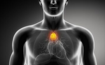 Le thymus et la thymuline : comment un organe en rétrécissement combat l’inflammation liée à l’âge