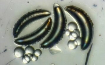 Insectos de aguas profundas: cómo sobreviven las larvas de Chaoborus a 1.213 pies bajo el agua