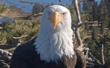 Jackie the Eagle Rescue: walka, status i samotna misja cienia
