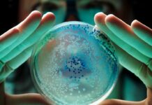 Las bacterias comparten proteínas para engañar a los antibióticos.