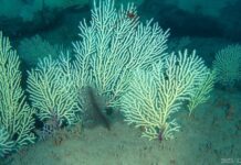 Redécouverte des récifs coralliens profonds perdus du golfe de Guinée au Bénin