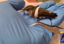 Hoe het Pennsylvania Wildlife Center de gebroken vleugel van een kolibrie repareerde